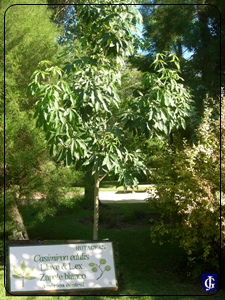 Camisiora