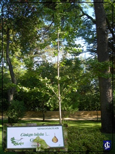 Ginkgo