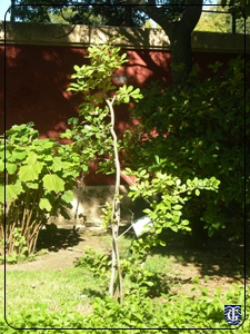 Zoo_Botanico_Jerez_Plantas_06.jpg