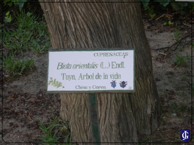 Arbol de la Vida