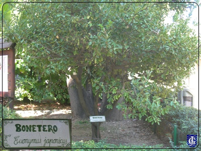 Bonetero